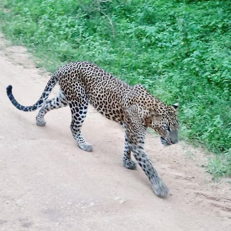 Mamba Yala Hotel Tissamaharama Bagian luar foto