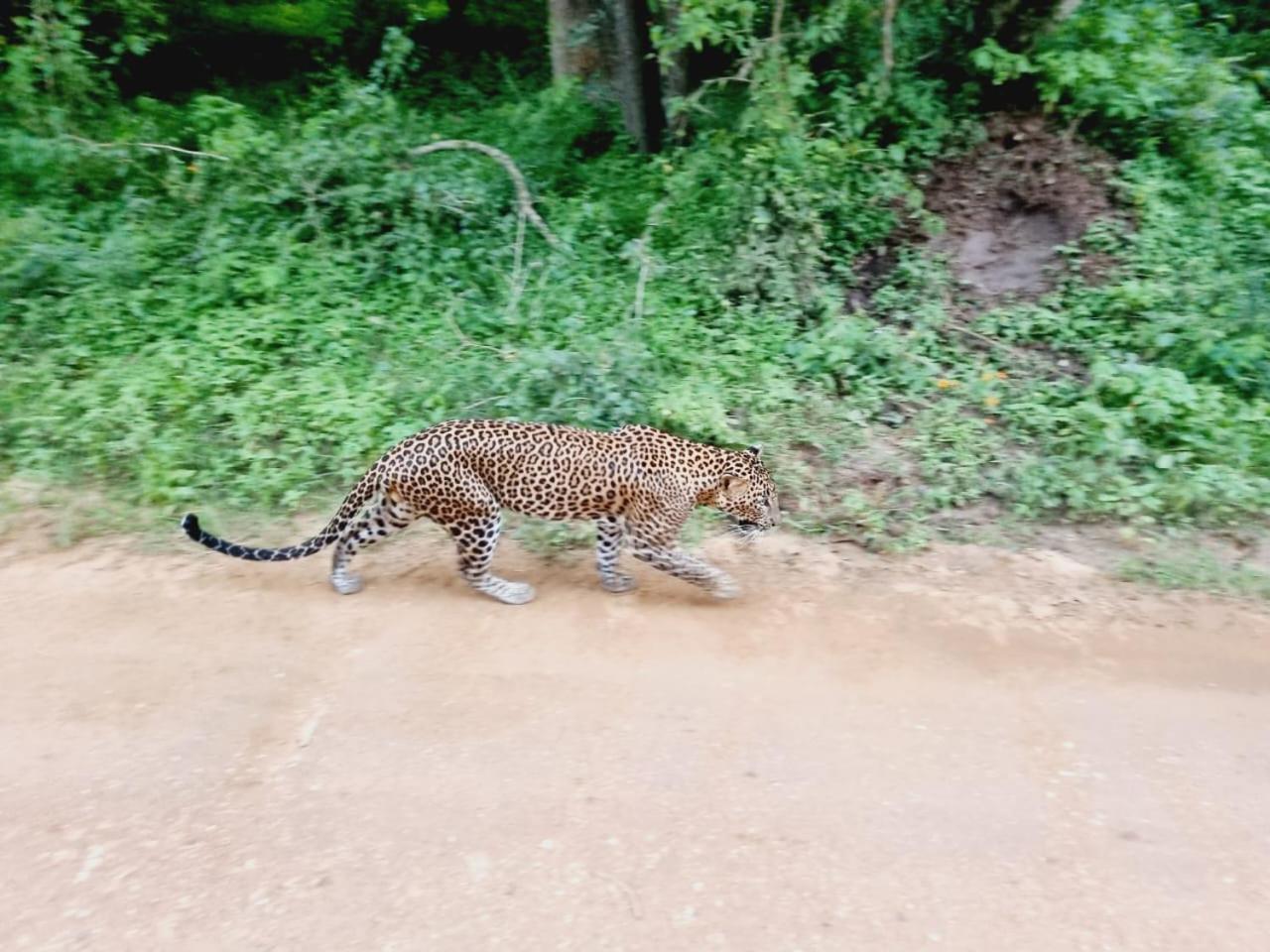 Mamba Yala Hotel Tissamaharama Bagian luar foto
